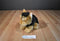 Ganz Webkinz Signature Yorkie WKS1014 Beanbag Plush (No Code)
