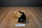 Ganz Webkinz Signature Yorkie WKS1014 Beanbag Plush (No Code)