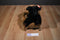 Ty Classic Pepper the Little Black Dog 1996 Beanbag Plush