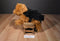 Ganz Yorkshire Terrier Beanbag Plush