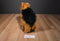 Ganz Yorkshire Terrier Beanbag Plush