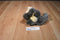 Howling Grey and Beige Wolf Plush with Orange Eyes