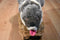 Howling Grey and Beige Wolf Plush with Orange Eyes