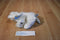 Ganz Webkinz White Poodle Beanbag Plush HM014 Sealed code