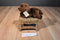 Aurora Miyoni Chocolate Brown Lab Beanbag Plush