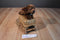 Aurora Miyoni Chocolate Brown Lab Beanbag Plush
