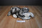 Folkmanis Timber Wolf Puppet Plush