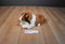 Gund Lassie 1989 Plush and Hardcover Book