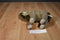 Aurora Oasis the Dromedary Camel Plush