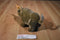 Jungle Joe's Safari Friends Talking Rusty the Rhino Plush