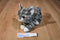 Aurora Miyoni Tots Grey White Tabby Kitten Cat Beanbag Plush