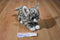 Aurora Miyoni Tots Grey White Tabby Kitten Cat Beanbag Plush