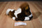 Aurora Brown and White Pinto Paint Horse Pony Beanbag Plush