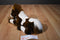 Aurora Brown and White Pinto Paint Horse Pony Beanbag Plush