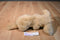 Gund Muttsy Golden Retriever Puppy Dog Plush