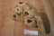 Gund Muttsy Golden Retriever Puppy Dog Plush