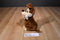 Disney Lady and the Tramp "Scamp" Beanbag Plush with a Bone