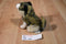 Jaag Mini Grey and Beige Wolf Beanbag Plush