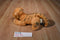 Disney Classic Pooh "Tigger" Plush
