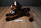 Hugfun Brown and White Horse Pony With Saddle Plush