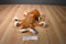 Wild Republic Brown and Orange Spotted Octopus 2012 Beanbag Plush