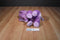 Kohl's Cares Dr. Seuss The Nose Book Purple Elephant 2014 Plush