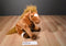 Wild Republic Brown Chestnut Horse 2008 Beanbag Plush with a Star