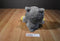 Animal Adventure Grey, White and Yellow Owl 2016 Beanbag Plush