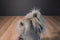 Puppy at Heart Yorkie Yorkshire Terrier Plush Bag Purse