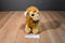 Ty Wild Wild Best Kingston the Lion 2011 Beanbag Plush