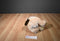 Hugfun St. Jude Aiden Tan and Brown Dog 2017 Beanbag Plush