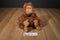 Gund Rusty the Orangutan Plush
