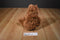 Gund Rusty the Orangutan Plush