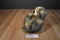 Russ Quill Brown Feathery Teddy Bear Beanbag Plush