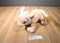 Disney Store Authentic Lion King Nala Beanbag Plush