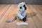 Ganz Webkinz Grey and Black Langur Beanbag Plush Sealed Code