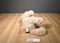 Sugar Loaf/ Kelly Toy Tan Teddy Bear 2018 Plush