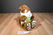 Kids of America Brown and White Bunny Rabbit Plush