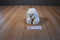 Russ Muffin Bichon/ Maltese/Poodle Dog Beanbag Plush