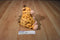 Ty Pluffies Towers the Giraffe 2004 Beanbag Plush