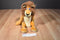 Kohl's Cares DreamWorks Madagascar Alex the Lion Beanbag Plush