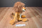 Kohl's Cares DreamWorks Madagascar Alex the Lion Beanbag Plush