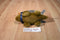 RGU Group Buckaroo Bandits Brown Armadillo 2013 Plush
