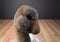 Gund Dahling the Ostrich Plush