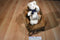 Boyd's Bears Dickens Q. Wadsworth the Beige and White Cat 1999 Plush