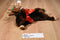 Dakin Noel the Christmas Moose Beanbag Plush