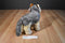 Aurora Wily the Gray and Beige Timber Wolf Beanbag Plush