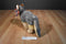 Aurora Wily the Gray and Beige Timber Wolf Beanbag Plush