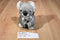 Australian Design Koala and Baby Plush