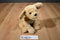 Douglas Cuddle Zone Thatcher Golden Retriever Beanbag Plush